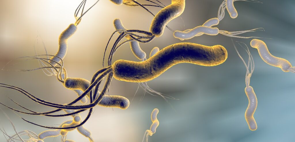 Helicobacter pylori